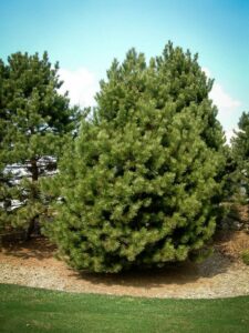 Сосна Чёрная (Pinus Nigra) купить по цене от 270.00р. в интернет-магазине «Посадика» с доставкой почтой в в Искитиме и по всей России – [изображение №1].