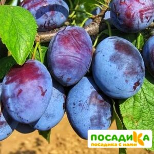 Слива Чачакская ранняя купить по цене от 229.00р. в интернет-магазине «Посадика» с доставкой почтой в в Искитиме и по всей России – [изображение №1].