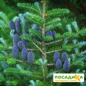 Пихта корейская (Abies koreana) купить по цене от 450.00р. в интернет-магазине «Посадика» с доставкой почтой в в Искитиме и по всей России – [изображение №1].