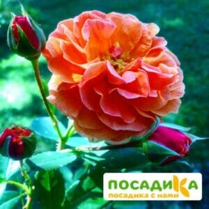 Роза Арабия купить по цене от 350.00р. в интернет-магазине «Посадика» с доставкой почтой в в Искитиме и по всей России – [изображение №1].