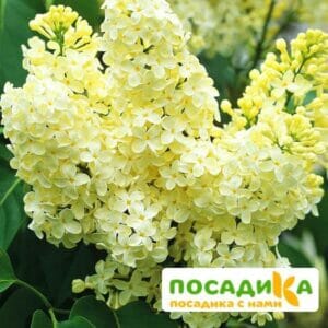 Сирень Примроуз (Primrose) купить по цене от 529.00р. в интернет-магазине «Посадика» с доставкой почтой в в Искитиме и по всей России – [изображение №1].