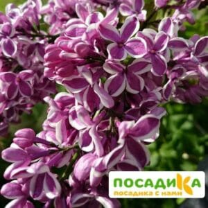 Сирень Сенсация купить по цене от 529.00р. в интернет-магазине «Посадика» с доставкой почтой в в Искитиме и по всей России – [изображение №1].