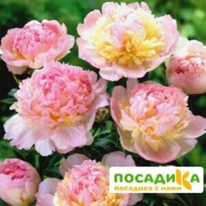 Пион Распберри Сандей (Paeonia Raspberry Sundae) купить по цене от 959р. в интернет-магазине «Посадика» с доставкой почтой в в Искитиме и по всей России – [изображение №1].