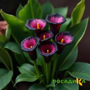Калла Аура Лейс купить по цене от 400р. в интернет-магазине «Посадика» с доставкой почтой в в Искитиме и по всей России – [изображение №1].