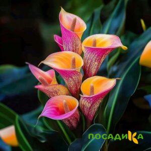 Калла Оникс купить по цене от 450р. в интернет-магазине «Посадика» с доставкой почтой в в Искитиме и по всей России – [изображение №1].