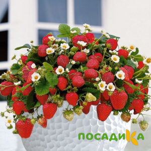 Клубника Рубиновый Шепот (горшечная) купить по цене от 240р. в интернет-магазине «Посадика» с доставкой почтой в в Искитиме и по всей России – [изображение №1].