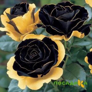Роза Ханни Сикл купить по цене от 700р. в интернет-магазине «Посадика» с доставкой почтой в в Искитиме и по всей России – [изображение №1].