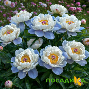 Пион акварельный Этюд купить по цене от 806р. в интернет-магазине «Посадика» с доставкой почтой в в Искитиме и по всей России – [изображение №1].