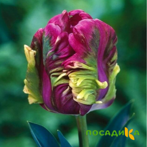 Тюльпан Экзотик Хэвен купить по цене от 186р. в интернет-магазине «Посадика» с доставкой почтой в в Искитиме и по всей России – [изображение №1].
